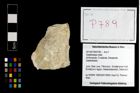 Foto (Objekt + Etikett) von Galatheidae indet.  (NHMW-GEO-2014-0194-0789)
